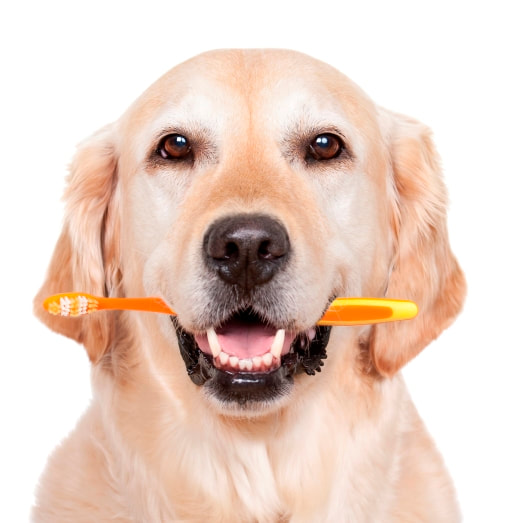 Affordable pet dental cleaning