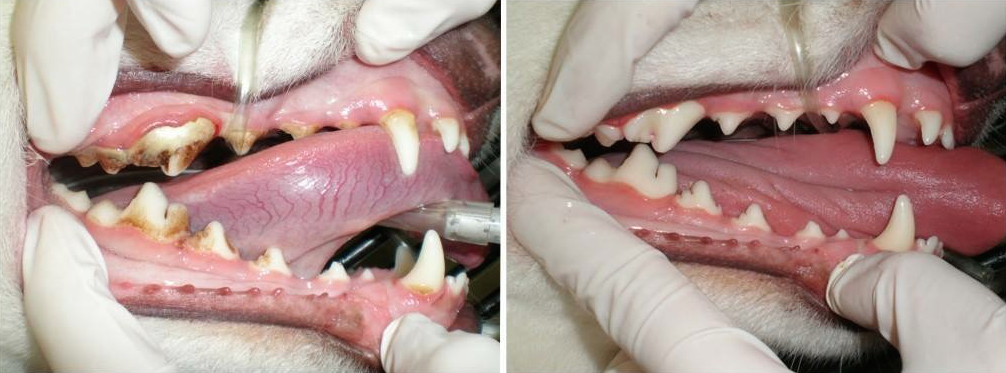 Affordable pet dental cleaning
